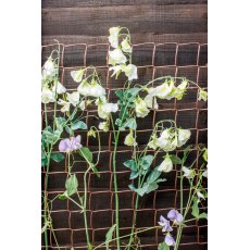 *SUPPORT CLIMBING PLANT 5MX0.5M TAN