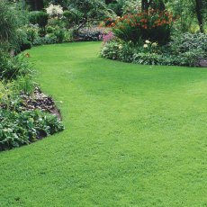 Masterline Greenscape Lawn Seed