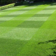 Masterline Greenfine Lawn Seed