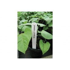 White Plant Labels 10cm 50 Pack