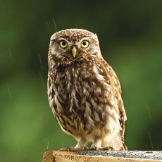 Countryside Card Little Owl