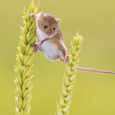Countryside Card Balancing Mouse