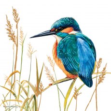 Countryside Card Kingfisher