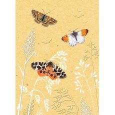 In The Wild Card Butterflies & Moth
