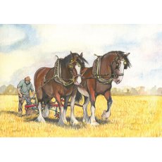 Bay Shires Greetings Card