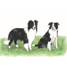 Sheepdogs Greetings Card