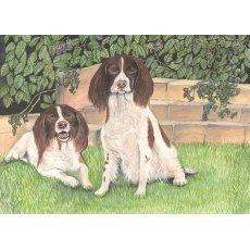 Springer Spaniels Greetings Card