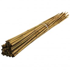 Bamboo Cane 10 Pack