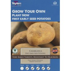 Taylor's Bulbs Seed Potatoes Casablanca 10 Pack
