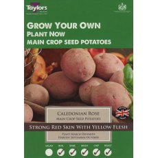 Taylor's Bulbs Seed Potatoes Caledonian Rose 10 Pack