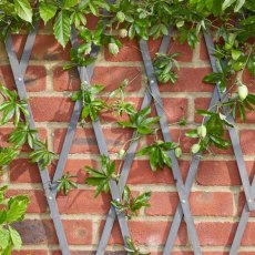 Heavy Duty Expanding Trellis Grey 1.8m