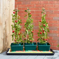 Tomato Gro-Box 3 Pack