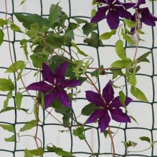 Climbing Plant & Fencing Mesh Green