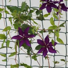 Climbing Plant & Fencing Mesh Brown