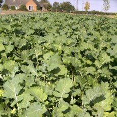 Untreated Barkant Stubble Turnip 10kg