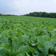 Autumn Feed Catch Crop 5kg