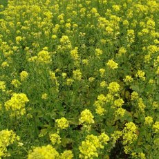 White Mustard 10kg