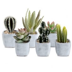Cactus In Cement Pot Assorted