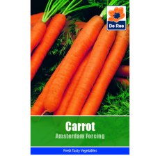 Carrot Amsterdam Forcing Seeds