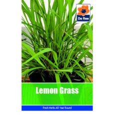 Lemon Grass Seeds