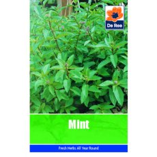 Mint Seeds