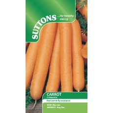 Carrot F1 Maestro Seeds