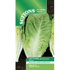 Lettuce Xanadu Seeds