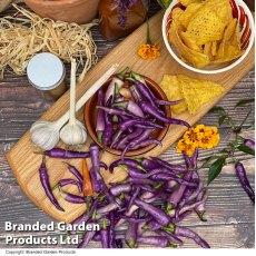 Suttons Chilli Capsicum Annuum Buena Mulata Voty Seeds