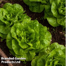 Lettuce Butterhead Brighton Seeds