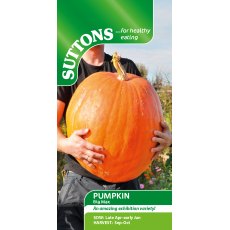 Sutton's Pumpkin Cucurbita Maxima Big Max Seeds