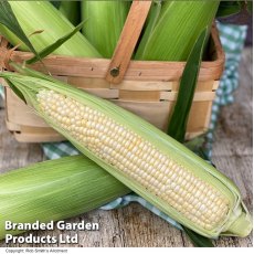 Suttons Sweetcorn Eden F1 Seeds