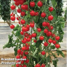 Tomato Bite Size Seeds