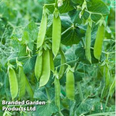 Pea Mangetout Snow Max Seeds