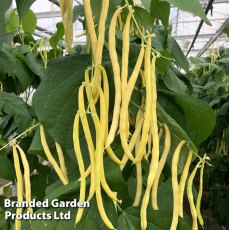 Climbing French Bean Sunshine Seeds