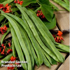 Bean Runner Scarlet Empire Seeds