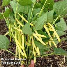 Bean Dwarf French Dior Seeds