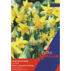 Taylor's Bulbs Narcissi Species Mixed Bulbs