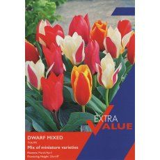 Taylor's Bulbs Dwarf Tulip Mixed Bulbs