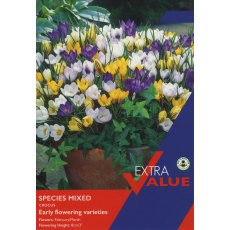 Taylor's Bulbs Crocus Species Mixed Bulbs