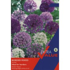 Taylor's Bulbs Allium Border Mixed Bulbs