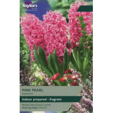 Hyacinth Pink Pearl Bulbs