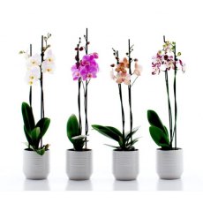 Twin Stem 12cm Orchid Mixed Colours