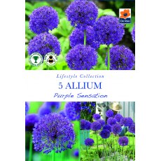 De Rees Allium Purple Sensation Bulbs