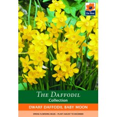 De Rees Dwarf Daffodil Baby Moon Bulbs