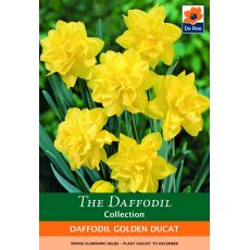 De Rees Daffodil Golden Ducat Bulbs