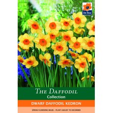 De Rees Dwarf Daffodil Kedron Bulbs