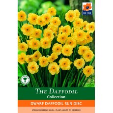 De Rees Dwarf Daffodil Sun Disc Bulbs