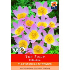 De Rees Tulip Bakeri Lilac Wonder Bulbs