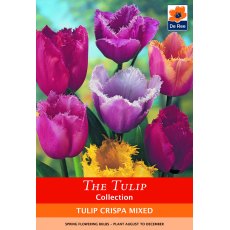 De Rees Tulip Crispa Mixed Bulbs