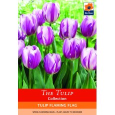 De Rees Tulip Flaming Flag Bulbs